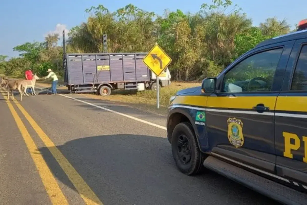 Animais soltos colocam motoristas em risco e operação remove 150 das rodovias no Piauí