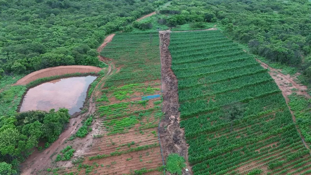 Polícia encontra plantação com mais de 115 mil pés de maconha no interior do Piauí