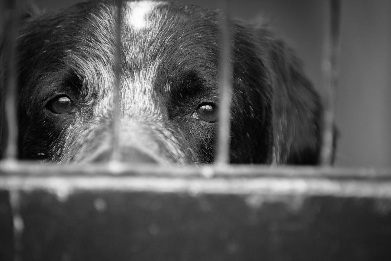 Em Paulistana, a polícia suspeita do envenenamento de 11 cães