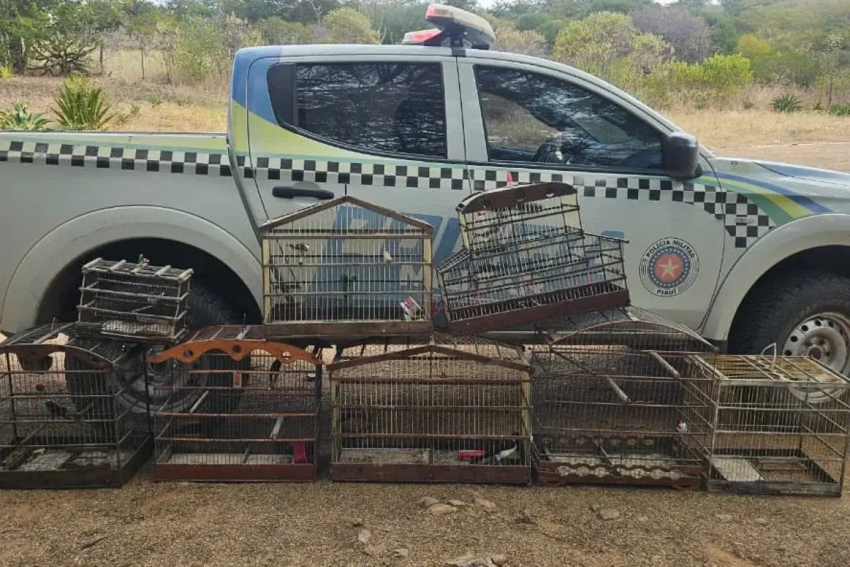 Polícia Militar apreende 11 aves silvestres mantidas em cativeiro irregular em Pio IX