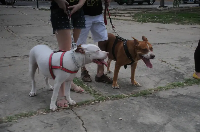 Projeto garante guarda provisória de animais de estimação para vítimas de violência doméstica no Piauí