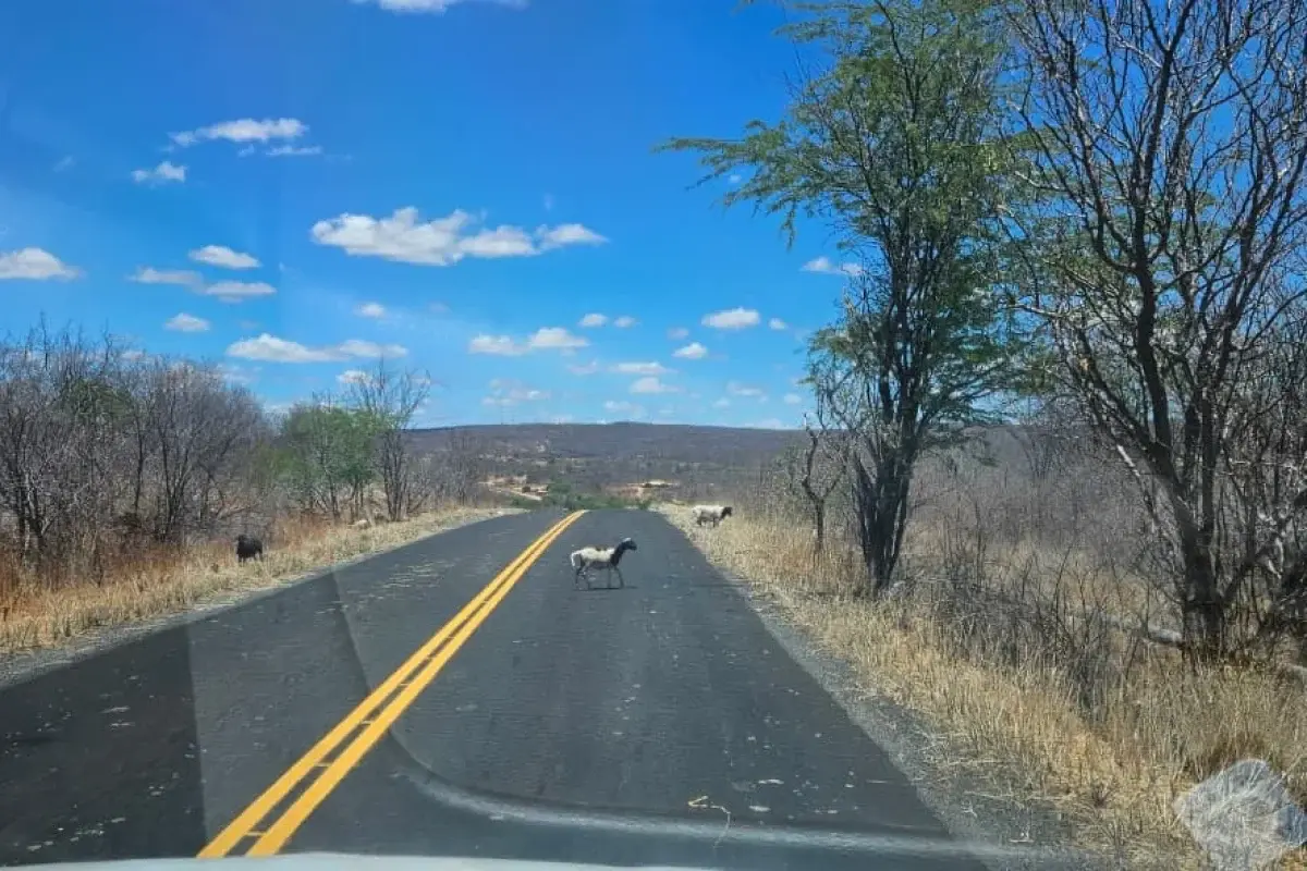 PM intervém após ovinos soltos colocarem motoristas em risco na PI-142 em Pio IX