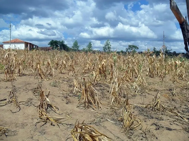 Governo Federal reconhece emergência por seca em mais sete cidades do Piauí; total chega a 48