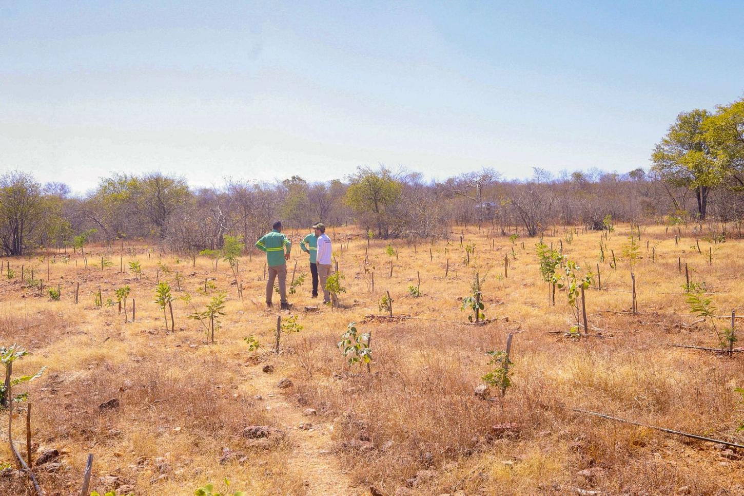 El Niño: Piauí terá calor acima da média e chuvas irregulares a partir de novembro; Semarh orienta população sobre cuidados