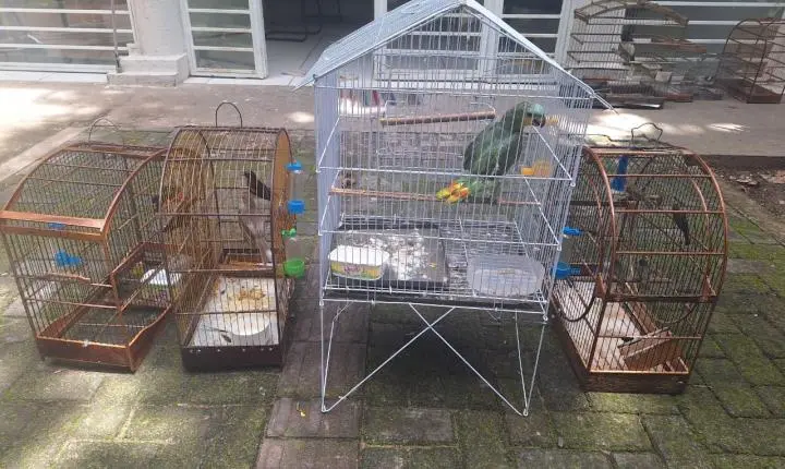 CATIVEIRO CLANDESTINO É DESMONTADO E AVES SÃO LIBERTADAS EM OPERAÇÃO QUE EXPÕE CRIME AMBIENTAL EM TERESINA