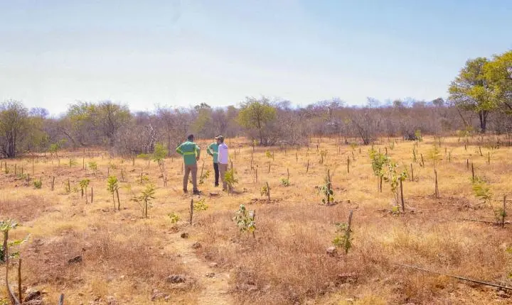 El Niño: Piauí terá calor acima da média e chuvas irregulares a partir de novembro; Semarh orienta população sobre cuidados