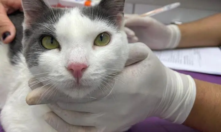 Rafael Fonteles propõe ampliar castração gratuita de cães e gatos no Piauí