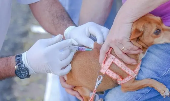 VACINAÇÃO CONTRA RAIVA NA ZONA RURAL DE TERESINA COMEÇA NESTE SÁBADO 